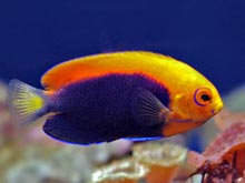 Angelfish Picture