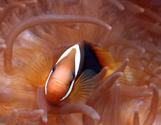 Clown Fish Picture