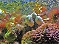 Coral Reef Picture